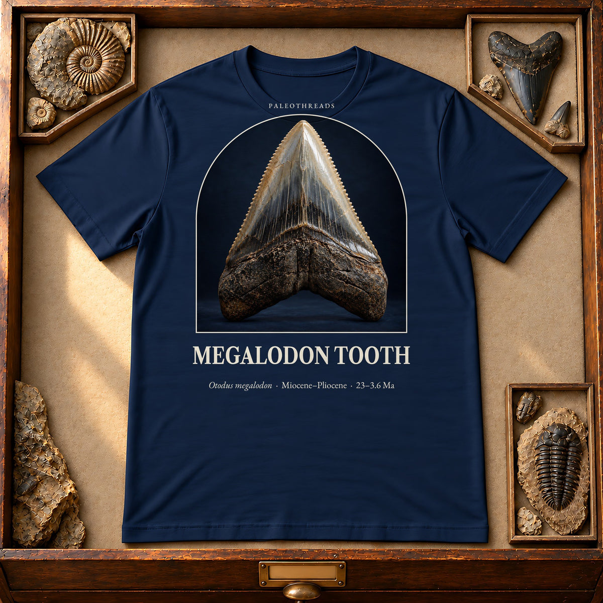 Megalodon Tooth t-shirt flat lay – navy PaleoThreads paleo art tee in a museum fossil drawer