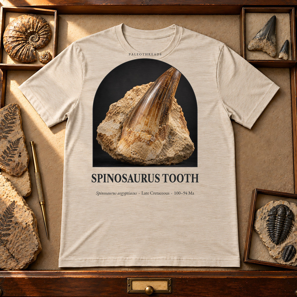 Spinosaurus Tooth t-shirt flat lay – heather dust PaleoThreads paleo art tee in a museum fossil drawer