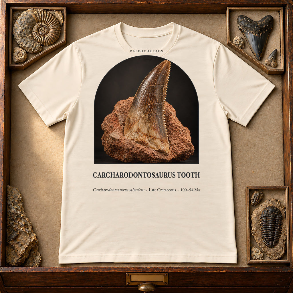 Carcharodontosaurus Tooth t-shirt flat lay – natural PaleoThreads paleo art tee in a museum fossil drawer