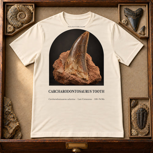Carcharodontosaurus Tooth t-shirt flat lay – natural PaleoThreads paleo art tee in a museum fossil drawer