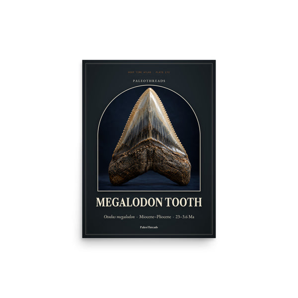Megalodon Tooth Specimen Poster — Plate 173